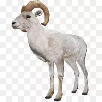 巴巴里羊、山羊、农场动物：羊-羊