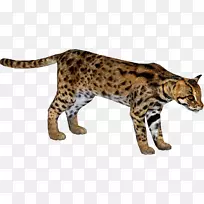 非洲豹-美洲豹科非洲豹科猫科动物