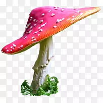 普通蘑菇桌面壁纸-爱丽丝梦游仙境
