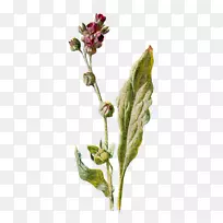 柏木植物学插图花卉砧木摄影.植物学