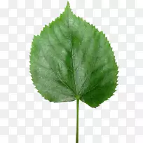 亚洲长角甲虫生物学-叶