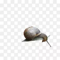 腹足蜗牛
