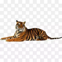 狮子猫科项目虎-虎
