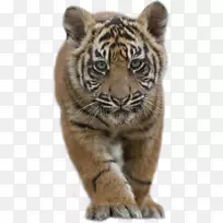 苏门答腊虎，孟加拉虎，西伯利亚虎，马来亚虎，猫科虎