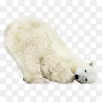 库瓦兹北极熊动物摄影-北极熊