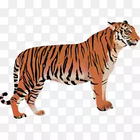 孟加拉猫，白虎，剪贴画-虎