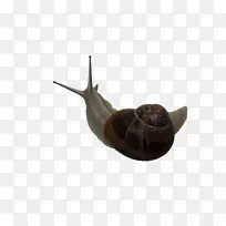 腹足蜗牛