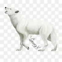 犬种北极狐犬科食肉狼