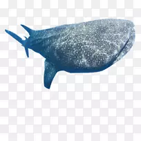 鲸鲨海洋鱼类-鲸鱼