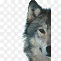 西伯利亚哈士奇北极狼黑狼动物剪贴画-狼