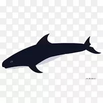海豚粗齿海豚常见的宽吻海豚虎鲸剪贴画