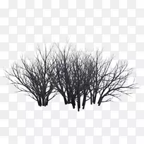 灌木丛摄影黑白灌木丛
