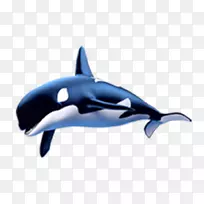 普通宽吻海豚短喙普通海豚鲸海洋鲸鱼