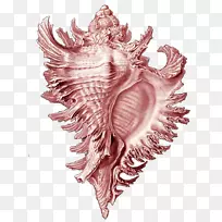 大自然中的艺术形式-贝壳版画印刷海螺