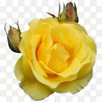 花黄色剪贴画-黄玫瑰