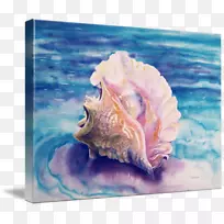 海螺水彩画海螺