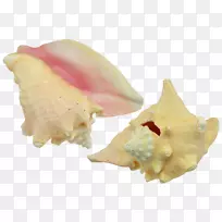 贝壳海螺牡蛎贻贝海螺