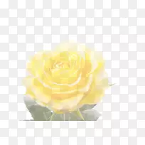 玫瑰桌面壁纸黄色显示分辨率-黄玫瑰