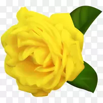黄玫瑰桌面壁纸剪贴画-黄玫瑰