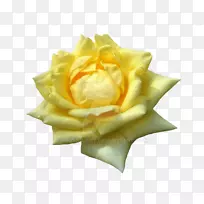 花园玫瑰黄花花瓣-黄玫瑰