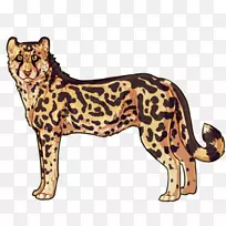 猫科，西北非洲猎豹，豹子，西洛猎豹-猎豹