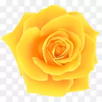 黄色剪贴画-黄玫瑰