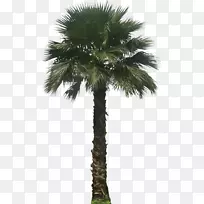 罗布塔草属植物-棕榈科植物胚性植物-棕榈科植物