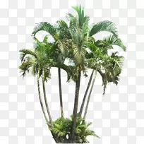 槟榔科热带植物棕榈