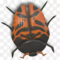 瓢虫橙色瓢虫