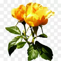 向心叶玫瑰花黄色橙色植物茎-黄玫瑰