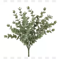 叶植物茎、橄榄枝、灌木-桉树