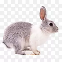 复活节兔，欧洲兔，家兔，松鼠-兔子
