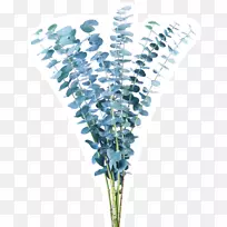 花卉茎绿色花瓶生命蓝-桉树