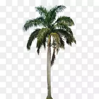 罗斯托纳(Roystonea Regia Archontophoenix Camninghamiana Hyophorbe)-棕榈树