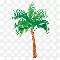 槟榔科-棕榈树
