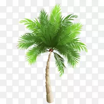 椰子树，槟榔科，凤凰社，金丝雀，剪贴画-棕榈树