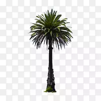 椰子椰子树-棕榈树