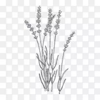 薰衣草植物插图绘制计算机图标.薰衣草