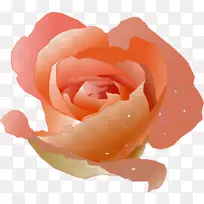 桃花玫瑰剪贴画-水彩画