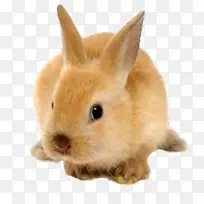 家养野兔犬兔