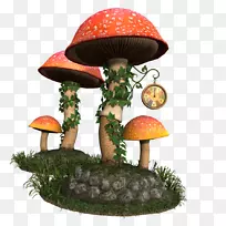 蘑菇艺术摄影-蘑菇