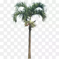 黑杨-棕榈树