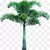 槟榔科常绿剪贴画-棕榈树