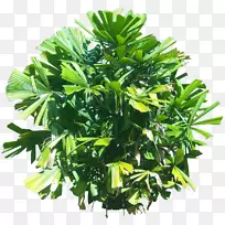 热带植物刺花荔枝属(Licuala Spinosa)热带植物