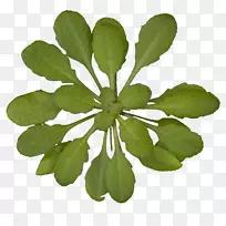 芥菜植物花环基因组基因-香蕉叶