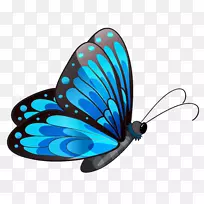 蝴蝶形态流变或蓝色剪贴画-蝴蝶