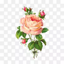玫瑰花粉红色花设计剪贴画玫瑰水彩画