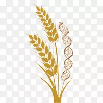 普通小麦麦穗收获-小麦