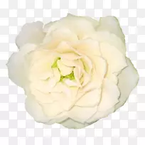 花束玫瑰白花