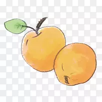 柑橘类食品水果-杏